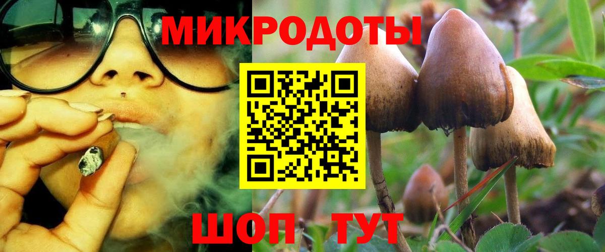 Псилоцибиновые грибы Psilocybe Ливны
